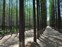 -渡海小渔村.老辈日照菜