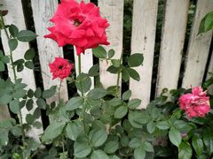 -三圣花乡旅游区