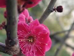 -九华山公园