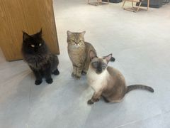 -Heymao猫咖.咖啡厅(东门店)