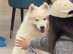 -安格丽娜·狗咖·猫咖羊驼咖(春熙路百盛商场店)