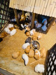 -酷嗒动物文化乐园(cutezoo西溪乐天城店)