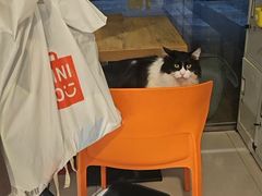 -平行世界·猫咖(首经贸店)