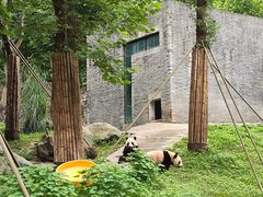 -都江堰中华大熊猫苑