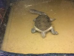 -上海大自然野生昆虫馆(东方明珠·爬宠昆虫探索中心)