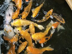 -上海大自然野生昆虫馆(东方明珠·爬宠昆虫探索中心)