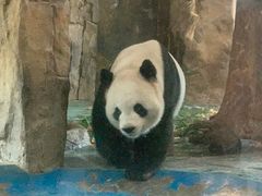 -成都动物园