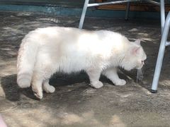 -喵屿·大理花园猫咖