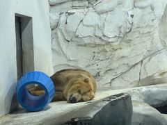 -海合安成都极地海洋公园