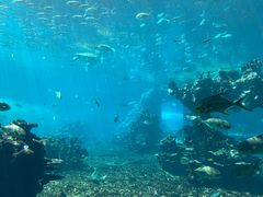 -海棠湾洲际-涛·海底餐厅·美人鱼·自助餐·海底隧道