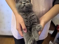 -佑安动物医院·全科·内窥镜中心(幸福巷店)