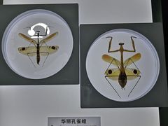 -上海昆虫博物馆