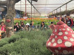 -金马仑薰衣草花园(Cameron Lavender)