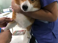 -伟伟宠物医院·CT影像中心·瑞派犬猫综合性门诊(汉口总院)