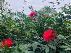 -广东花都湖国家湿地公园