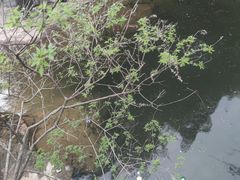 -黄花溪