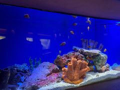 -上海海洋水族馆