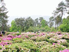 -南山植物园