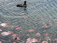 -洱海月湿地公园