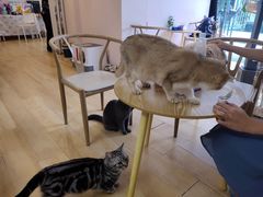-猫咪派对(江南西店)