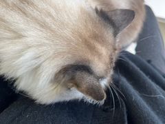 -怪兽屋·羊驼·猫咖·狗咖(俊华广场店)