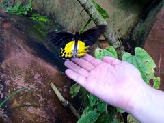 -蝴蝶山庄(Taman Rama-rama & Reptilia Melaka)