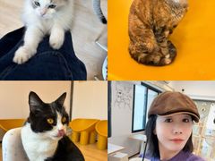 -有喵·猫咖·狗咖·30几只猫10只小狗(岗厦店)