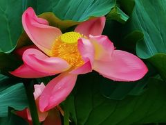 -天津东丽湖风景区