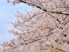 -新虹桥中心花园