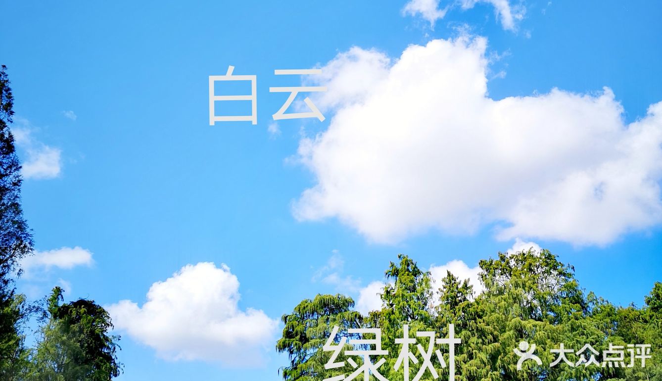 秋意未浓枫难红 千菊争艳百媚娇