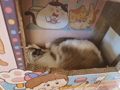 -猫腻·猫咖·撸猫馆(星光大道店)