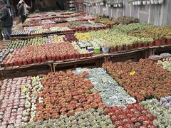 -秦美花卉(天朗·莱茵小城2期店)