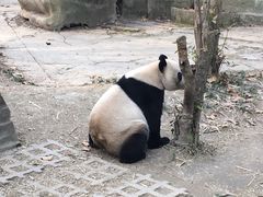 -成都大熊猫繁育研究基地