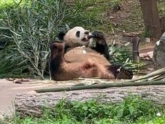 -都江堰中华大熊猫苑