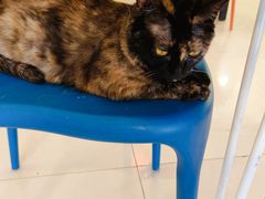 -平行世界·猫咖(首经贸店)