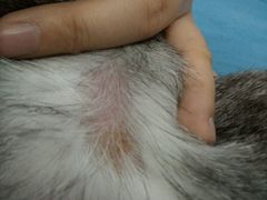 android_upload_pic-纳吉亚猫专科动物诊疗中心(蒋宅口分院)
