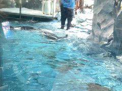 -帝企鹅自助餐厅•儿童岛•真企鹅(长隆企鹅酒店)