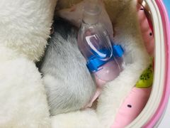 -伟伟宠物医院·CT影像中心·瑞派犬猫综合性门诊(汉口总院)