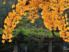 -四川大学(华西校区)