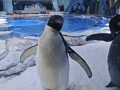 -上海海昌海洋公园