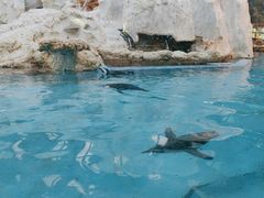 -帝企鹅自助餐厅•儿童岛•真企鹅(长隆企鹅酒店)