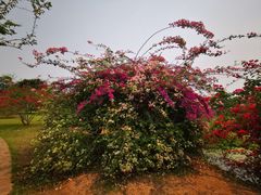 -中国科学院西双版纳热带植物园