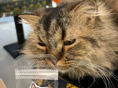 -平行世界·猫咖(首经贸店)