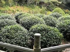 -十八棵（老龙井）御茶园(老龙井店)