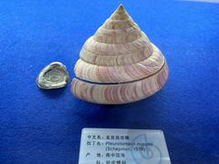 -贝壳王国博物馆