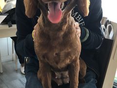 -爱侣宠医·鹦鹉专科·小型哺乳类·异宠专科(灵石路店)