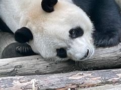 -黔灵山公园