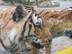 -栾川竹海野生动物园