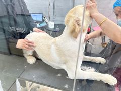 -宠福鑫康馨动物医院·骨科·眼科