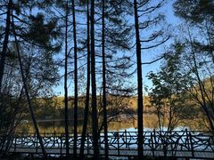 -五营红松林海景区